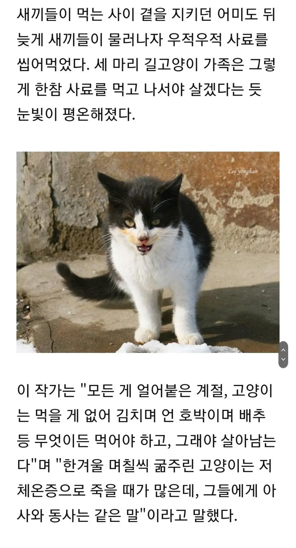 '이것 밖에..' 고춧가루 범벅 총각무 허겁지겁 베어먹는 고양이 가족 | 인스티즈