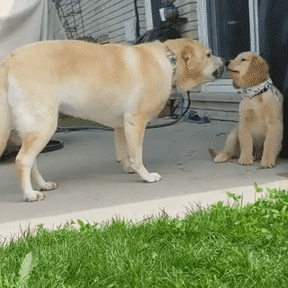 강아지 짤 모음(개많음) | 인스티즈