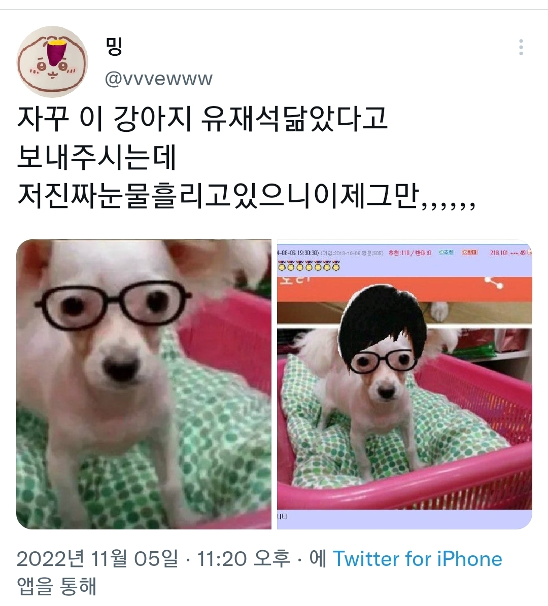 자꾸 이 강아지 유재석닮았다고보내주시는데 | 인스티즈