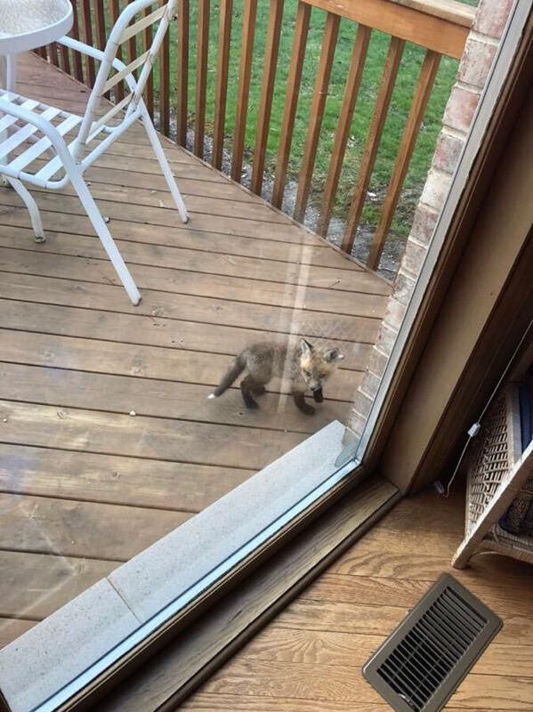 자꾸만 사람사는 마을에 내려오는 여우들.jpg | 인스티즈