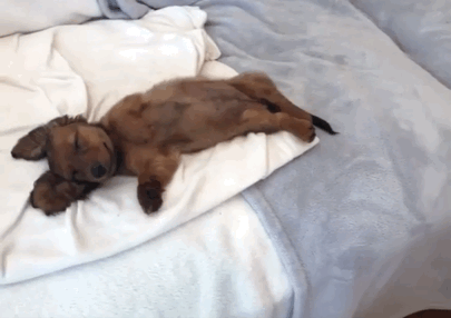 강아지 짤 모음(개많음) | 인스티즈