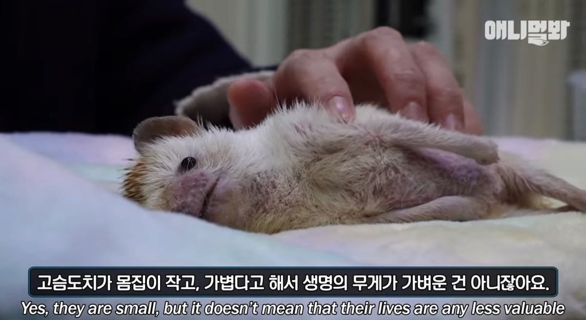 요즘 사람들이 쉽게 유기하는 동물 | 인스티즈