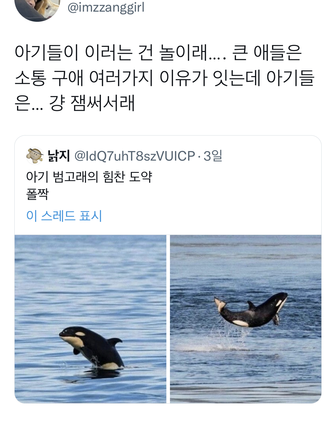 아기 범고래가 힘찬 도약을 하는 이유 | 인스티즈