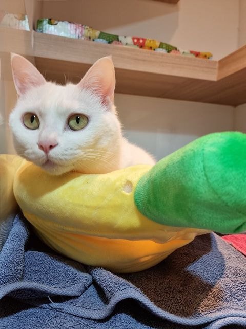 고양이가 파양 당한 이유.jpg | 인스티즈