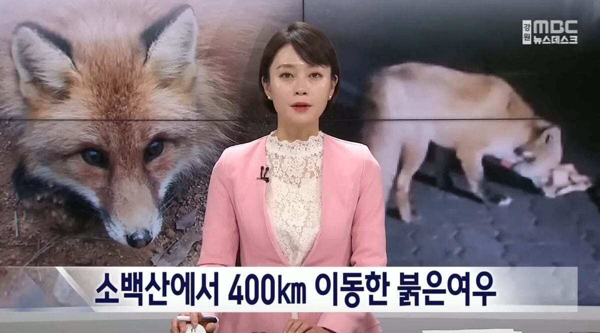 귀여워서 죽을 수 있음 주의)강릉 정육점 앞에서 발견된 우리나라 여우 | 인스티즈