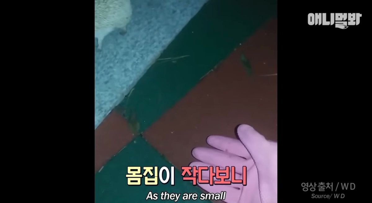 요즘 사람들이 쉽게 유기하는 동물 | 인스티즈