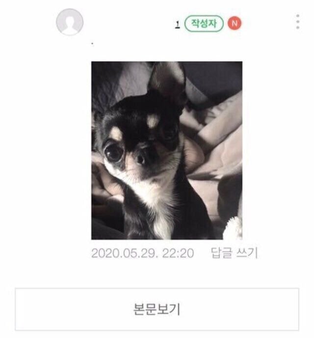 혹시 물어뜯은 강아지 사진 볼 수 있을까요? | 인스티즈
