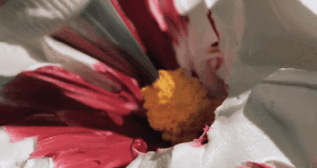1평짜리 가게에서 시작해서 건물주까지 됐다는 생크림 꽃 케이크.gif | 인스티즈