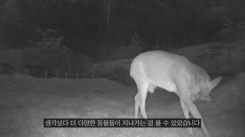 고속도로에 있는 생태통로 진짜 야생동물이 다닐까? | 인스티즈