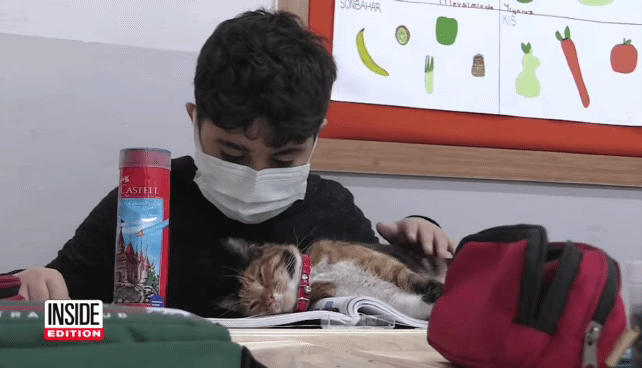 초등학교에 입양된 길냥이들 | 인스티즈