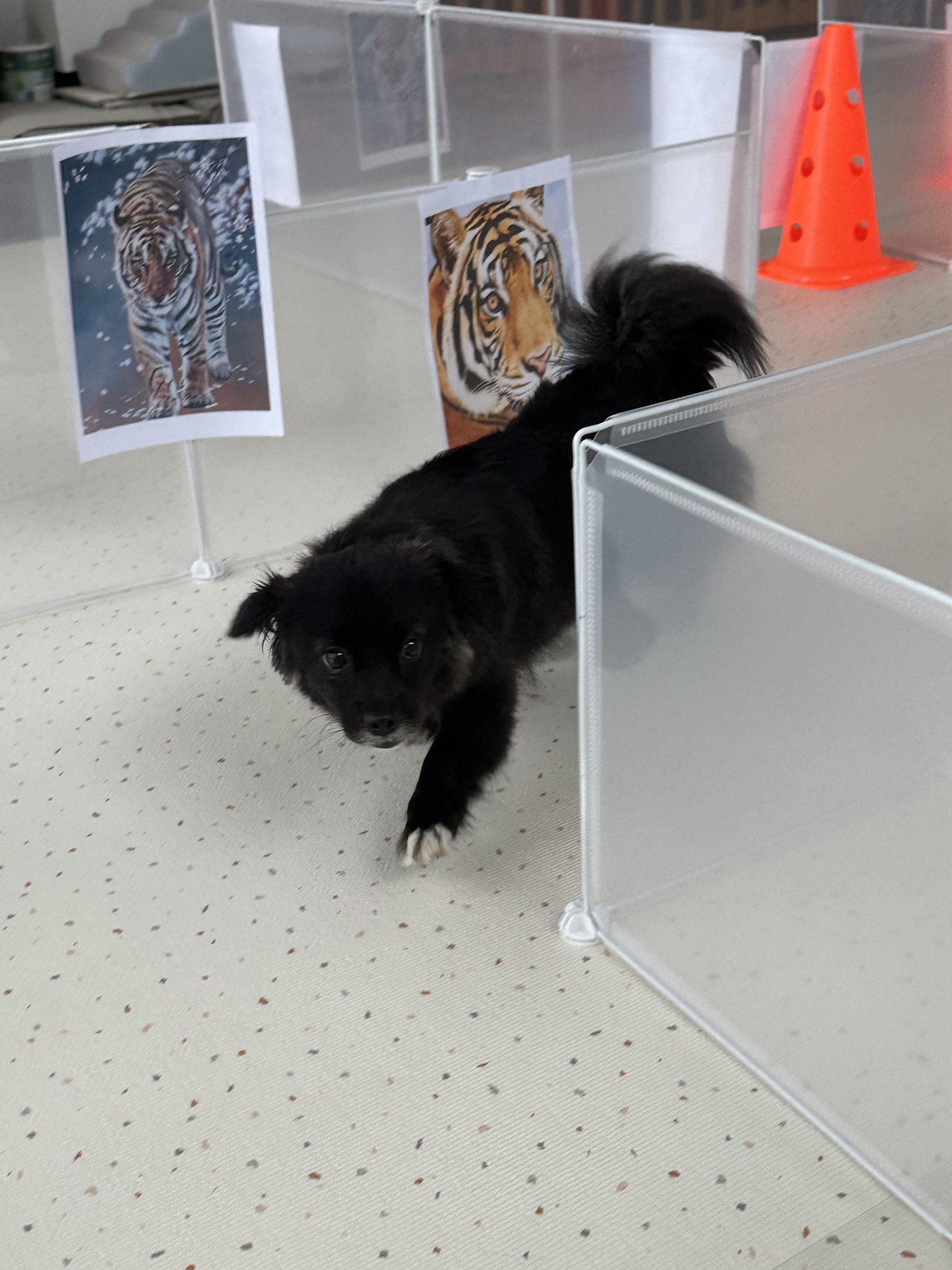 강아지가 유치원에서 운 이유....jpg | 인스티즈