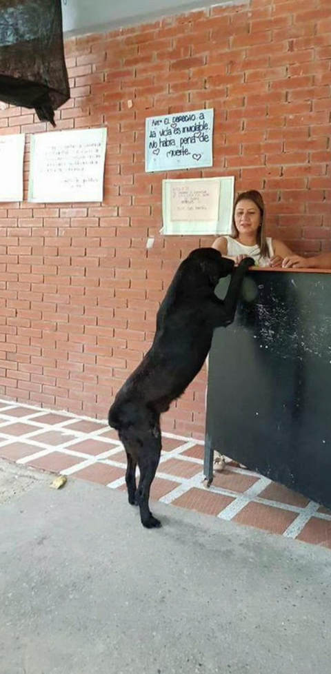 강아지 짤 모음(개많음) | 인스티즈