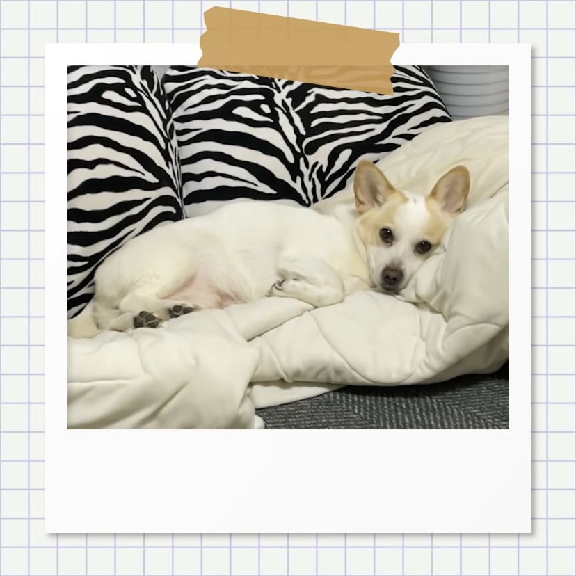 강아지별로 떠난 전 엑스원 이은상 반려견 웅이 | 인스티즈