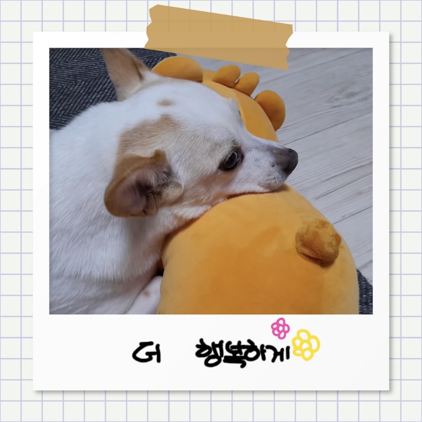 강아지별로 떠난 전 엑스원 이은상 반려견 웅이 | 인스티즈