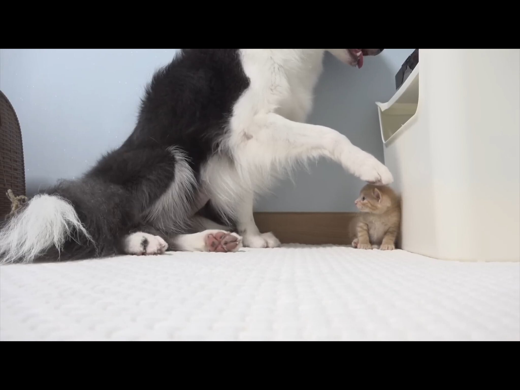 개 키우는 집에서 새끼고양이 임보하게됐는데 개가 잘 놀아줌 | 인스티즈