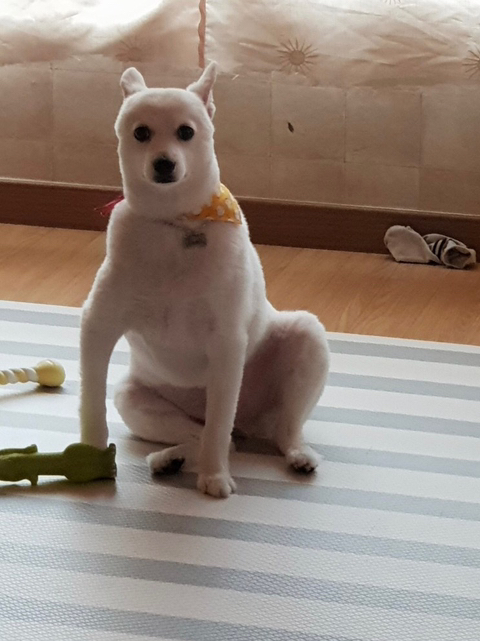 강아지 짤 모음(개많음) | 인스티즈