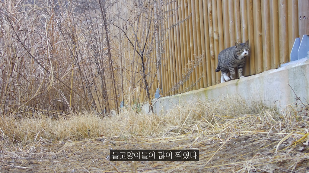 고속도로에 있는 생태통로 진짜 야생동물이 다닐까? | 인스티즈
