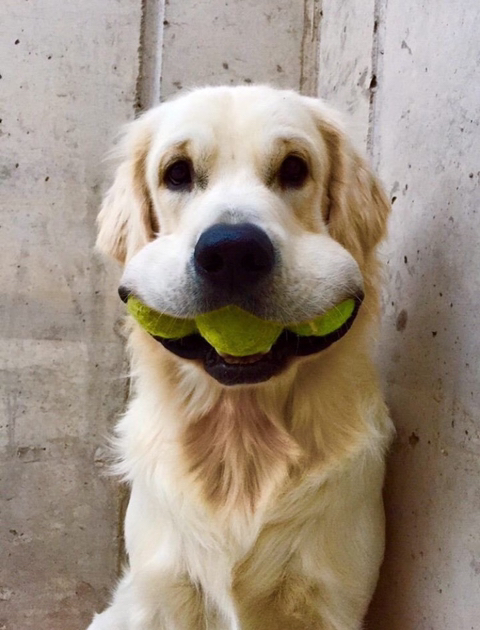 강아지 짤 모음(개많음) | 인스티즈