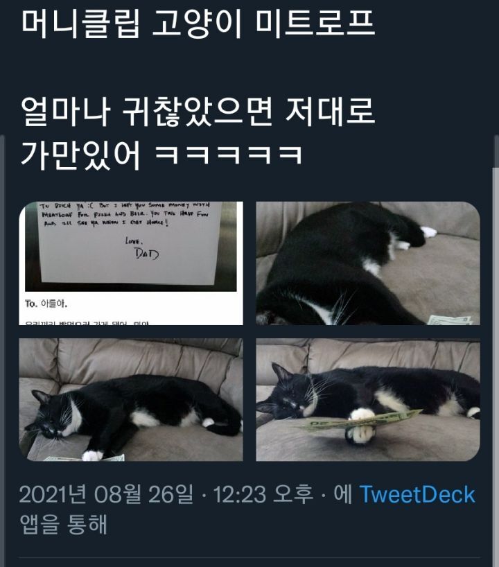 저녁 사먹을 돈은 고양이에게 맡길 테니 둘이 재밌게 지내라! | 인스티즈