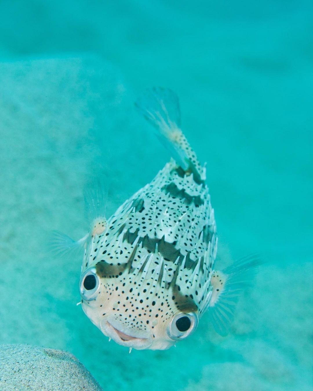 여러분에게 멋진 하루를 기원하고 그저 웃는 복어! | 인스티즈
