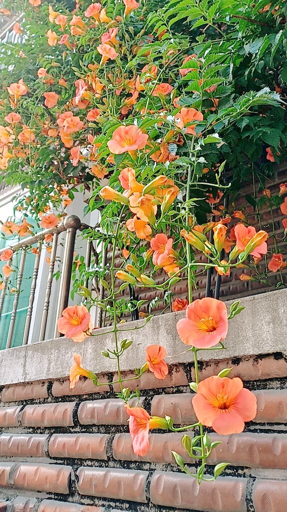 지나가다가 정말 엄청난 능소화를 봤다는 소식인데요.twt | 인스티즈