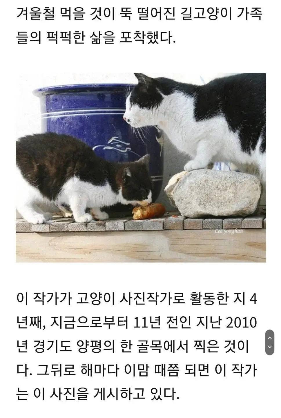 '이것 밖에..' 고춧가루 범벅 총각무 허겁지겁 베어먹는 고양이 가족 | 인스티즈