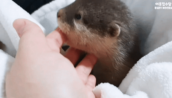 아기수달이 신뢰하는 사람에게만 보이는 행동.gif | 인스티즈