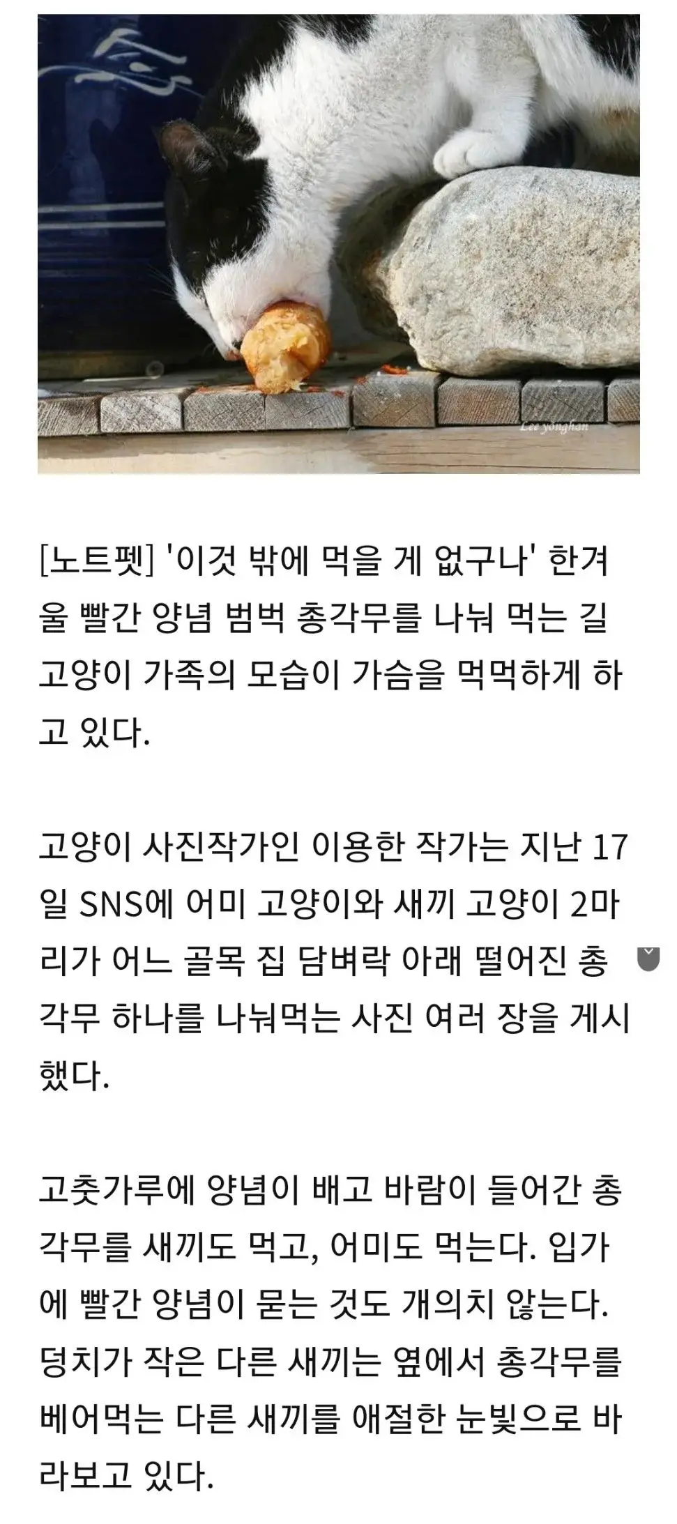 '이것 밖에..' 고춧가루 범벅 총각무 허겁지겁 베어먹는 고양이 가족 | 인스티즈