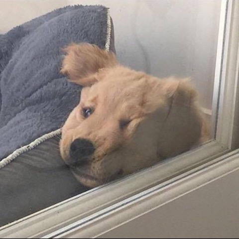 강아지 짤 모음(개많음) | 인스티즈