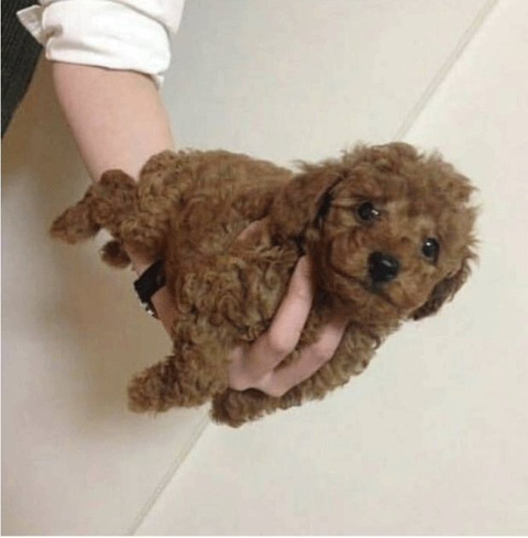 강아지 짤 모음(개많음) | 인스티즈