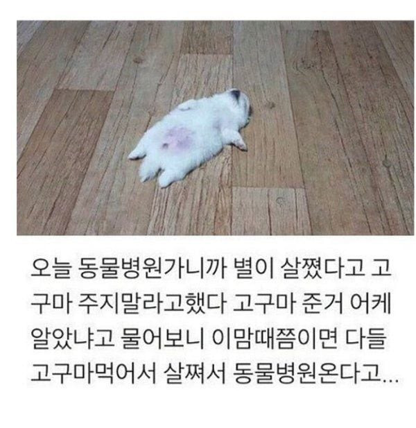 친구들이랑 시장 갔다가 멍멍이 봤어 고양이한테 맞고 우는중이래.jpg | 인스티즈