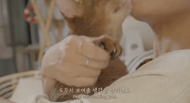 내가 고양이었다면/이 고양이가 사람이었다면 사귀었을 것 같은 고양이 | 인스티즈