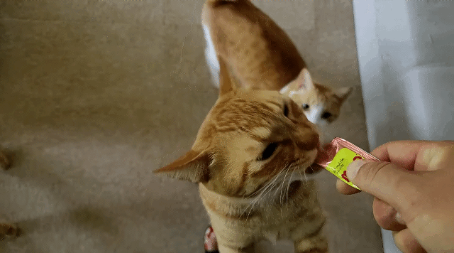 웃긴 동물짤 모음 | 인스티즈