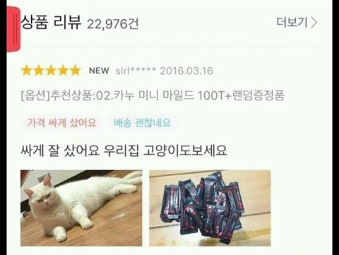 고양이 키우는 사람들 특징 | 인스티즈