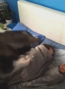 강아지 짤 모음(개많음) | 인스티즈