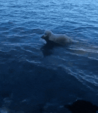 강아지 짤 모음(개많음) | 인스티즈