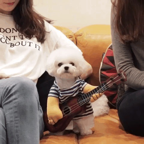 강아지 짤 모음(개많음) | 인스티즈