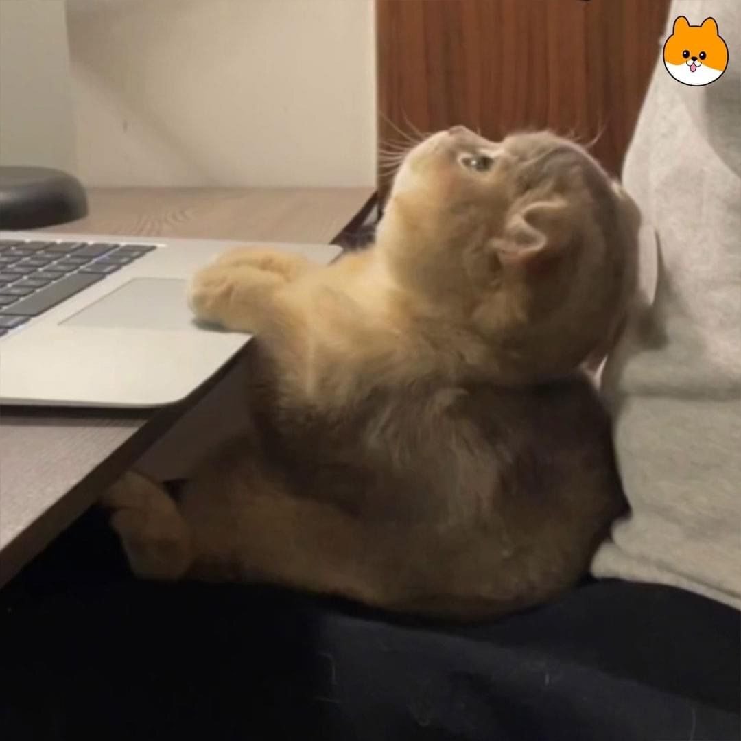 내가 과제를 못하는 이유.jpg | 인스티즈