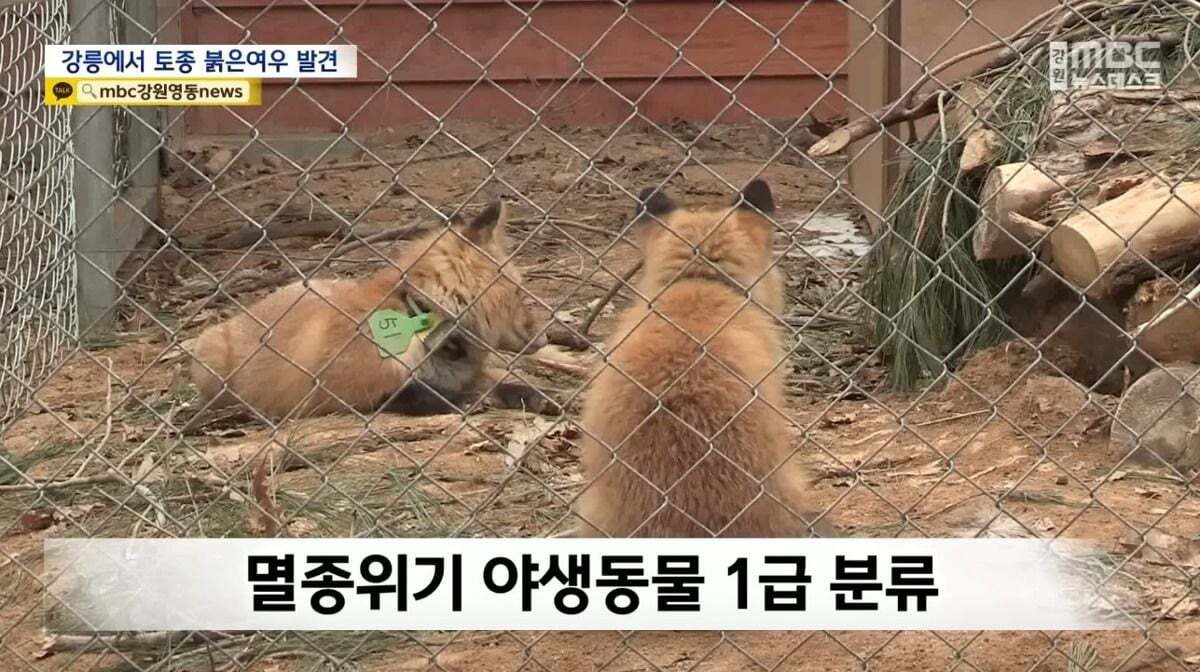 귀여워서 죽을 수 있음 주의)강릉 정육점 앞에서 발견된 우리나라 여우 | 인스티즈
