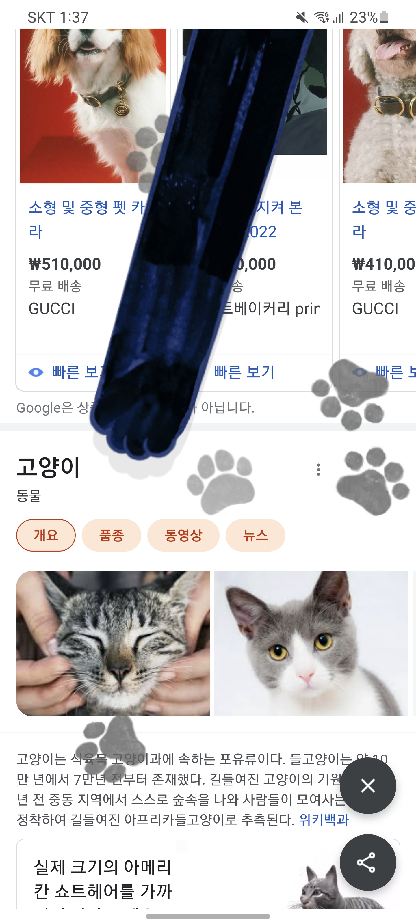 구글에 고양이와 강아지를 검색하면. gif | 인스티즈
