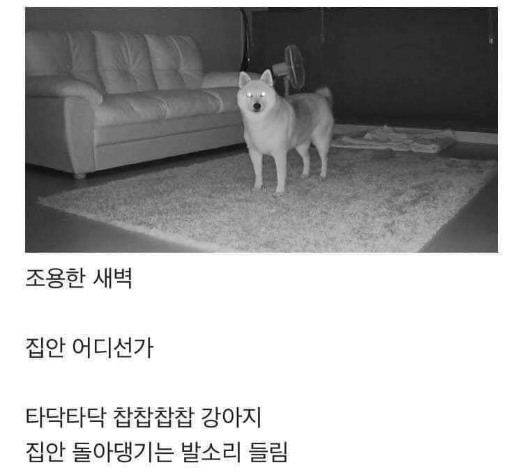 댕댕이 키우는 집에서 나는 소리.jpg | 인스티즈