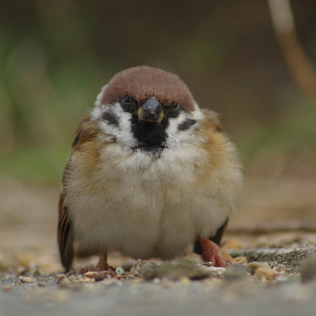 참새 정면 얼굴.jpg | 인스티즈