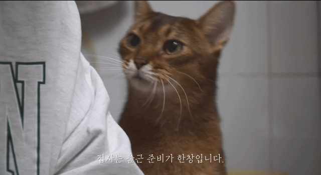 내가 고양이었다면/이 고양이가 사람이었다면 사귀었을 것 같은 고양이 | 인스티즈