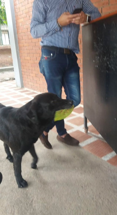 강아지 짤 모음(개많음) | 인스티즈