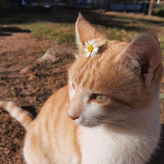 고양이 사진들 | 인스티즈
