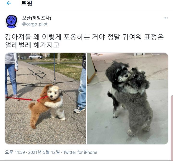 강아지덜 왜 이렇게 포옹하는 거야.twt | 인스티즈