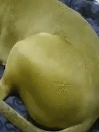 강아지 짤 모음(개많음) | 인스티즈