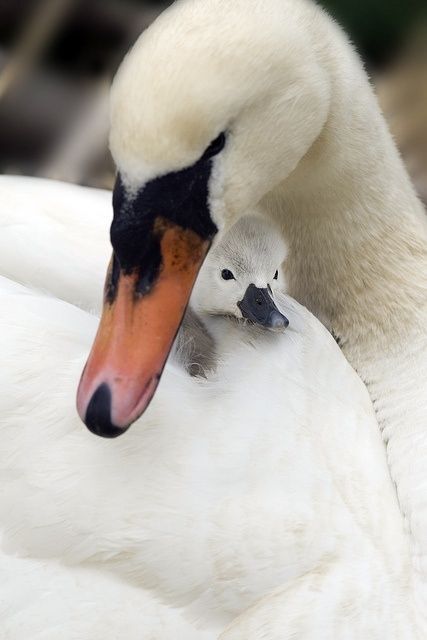 37f60cc1d18f6526c8a70cf44ce2928cc05e32ff