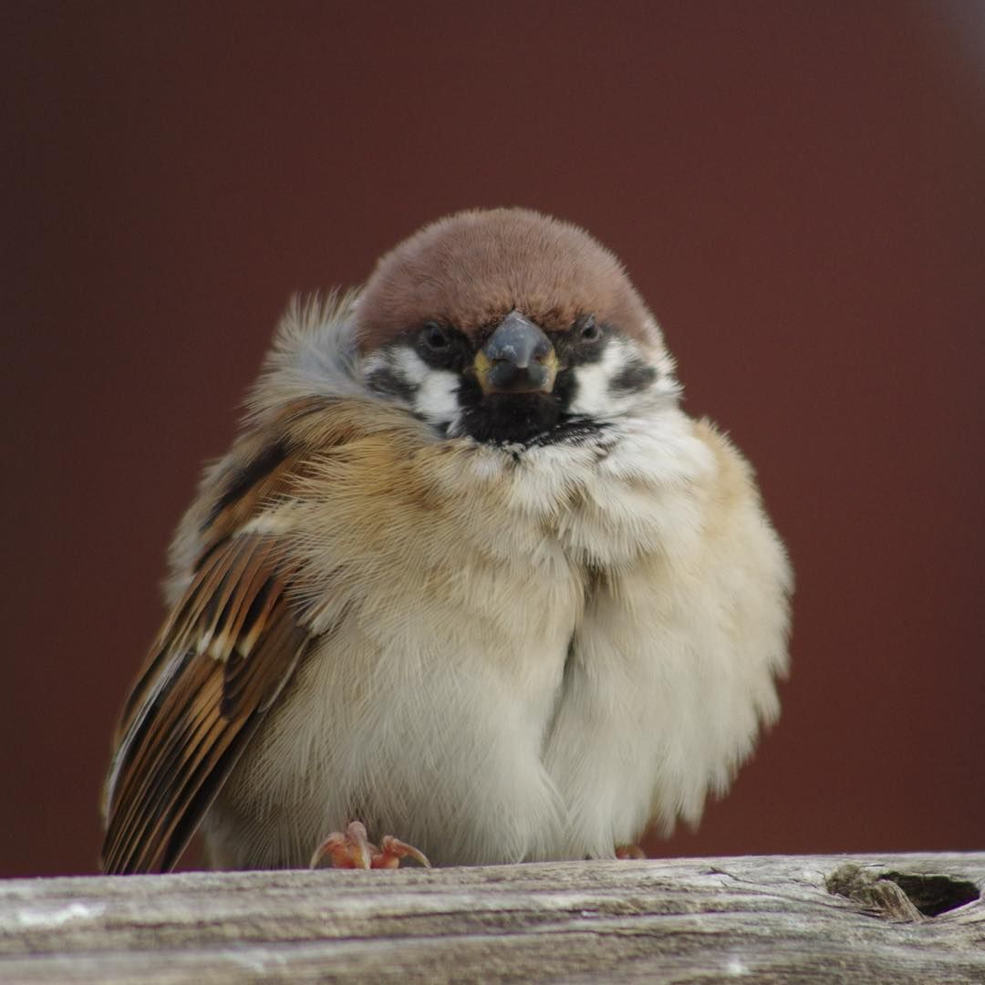 참새 정면 얼굴.jpg | 인스티즈