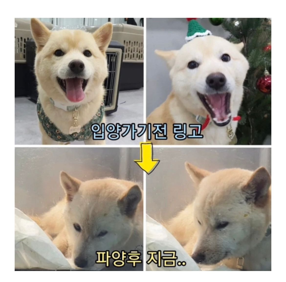 파양된 후 식음전폐하다 하늘나라 간 강아지 링고의 파양자 입장문(+ 입양센터(구조단체) 입장문) | 인스티즈